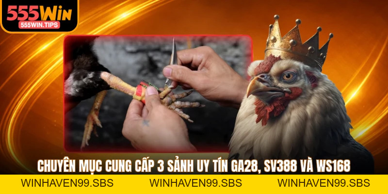 Đá Gà 555WIN Trực Tiếp Full HD 4K Từ Trường Thomo, Campuchia