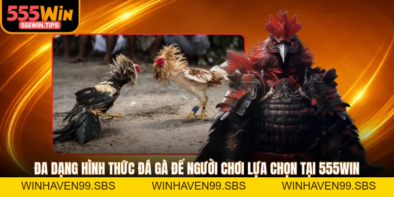Đá Gà 555WIN Trực Tiếp Full HD 4K Từ Trường Thomo, Campuchia
