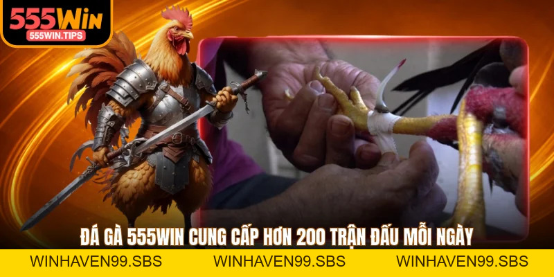 Đá Gà 555WIN Trực Tiếp Full HD 4K Từ Trường Thomo, Campuchia