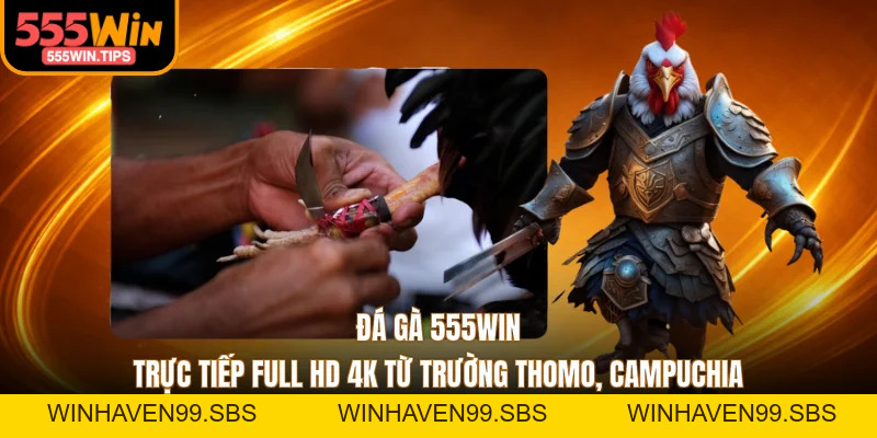 Đá Gà 555WIN Trực Tiếp Full HD 4K Từ Trường Thomo, Campuchia